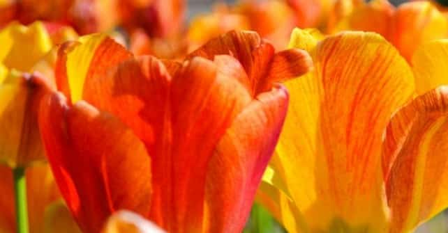 Tulip Time Festival